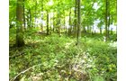Property photo 19 - 75+/- Acres in 9 Tracts